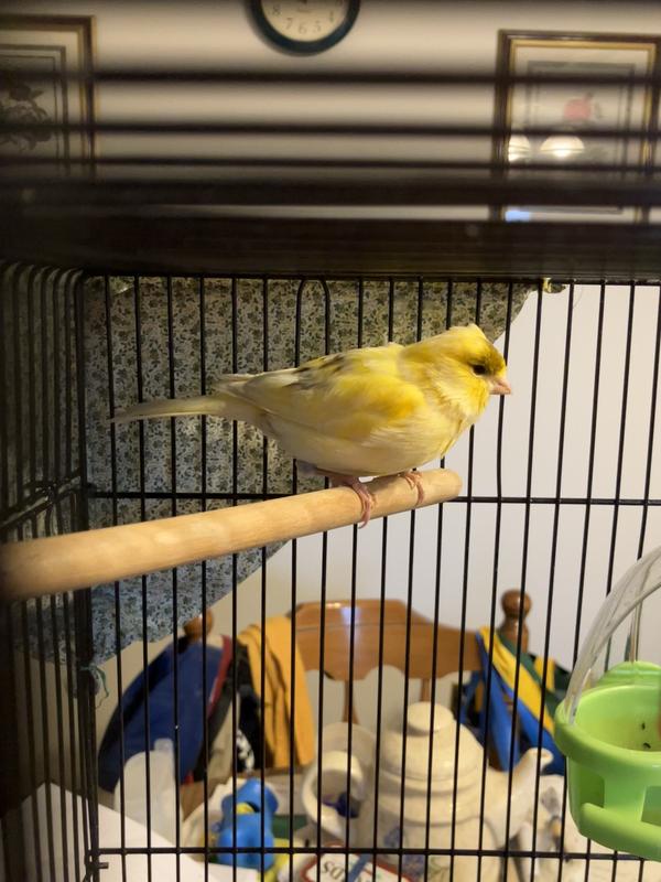 This is Marvin my Canary that loves this fruit blend.
