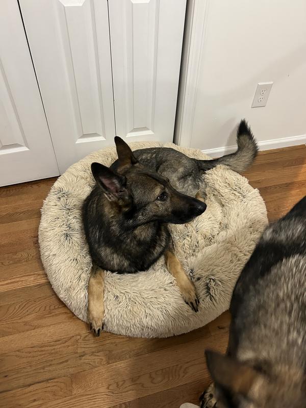 Size large (85 lb)