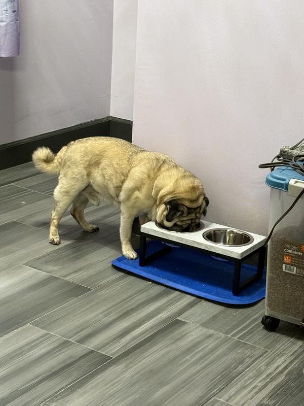 Frisco Marble Print Stainless Steel Double Elevated Dog Bowl