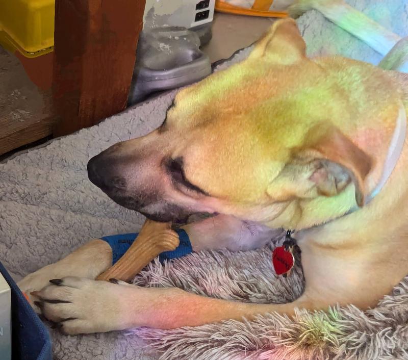 Om nom! Going to town on the toy.