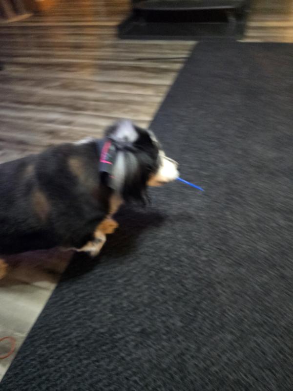 Ms Princess walking away while I am laughing my head off.