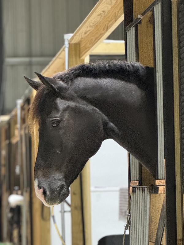 Sweet Gibson loves his treats!