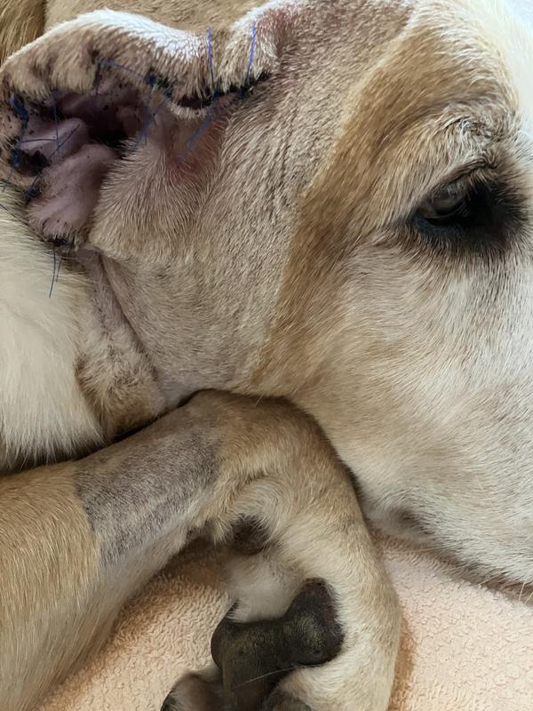 I am doing well, love CHEWY