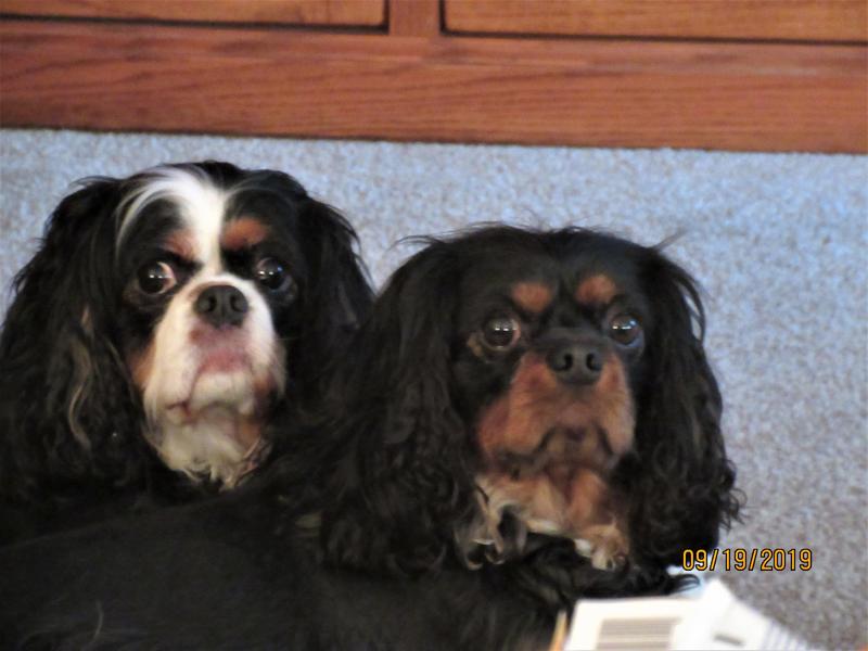 Gracie Lou (tri color), Higgins (black & tan)