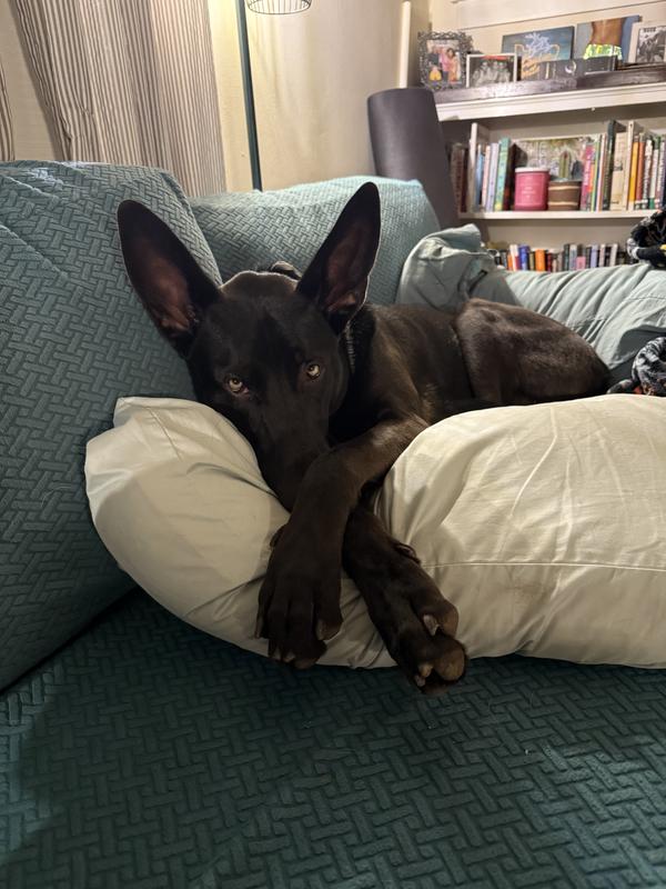 98 lb German shep mix loves vital essentials