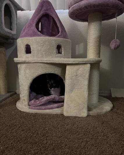 TRIXIE My Kitty Darling Castle Cat Condo - Chewy.com