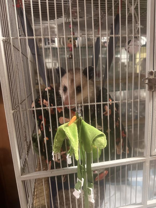 I want my treats please. …