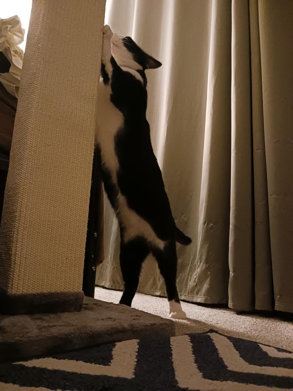 FRISCO 33.5in Sisal Cat Scratching Post, Brown