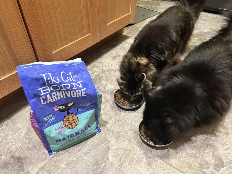 George and Puff enjoy their Tiki Cat Born Carnivore Hairball formula dry food.