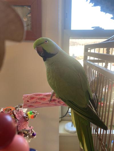 Jerry on his new pollen perch