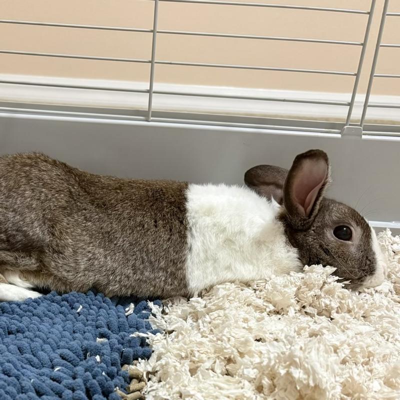 Benjamin AKA Bunz is cozy with his new bedding