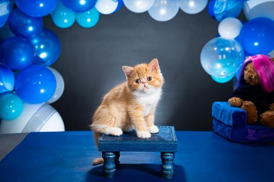 One of my esh kittens we breed