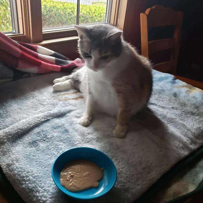 Miss pumpkin deciding what to do