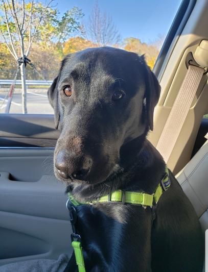 Ned, turns 2 in November