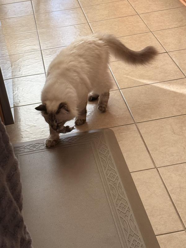 Carries it around with him