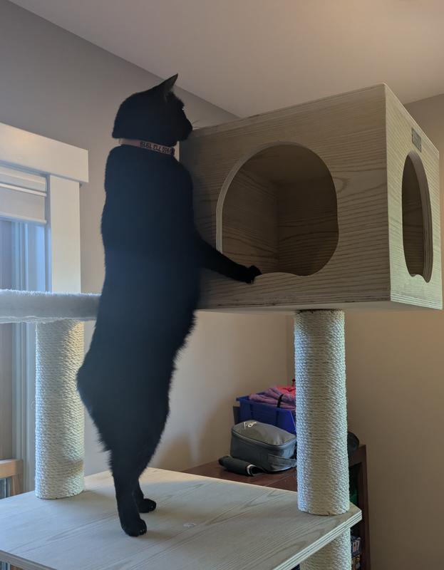 Black cat peering into hutch at top of cat tree