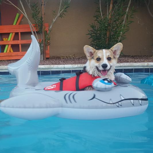 Gustaff looking extra safe in the pool!