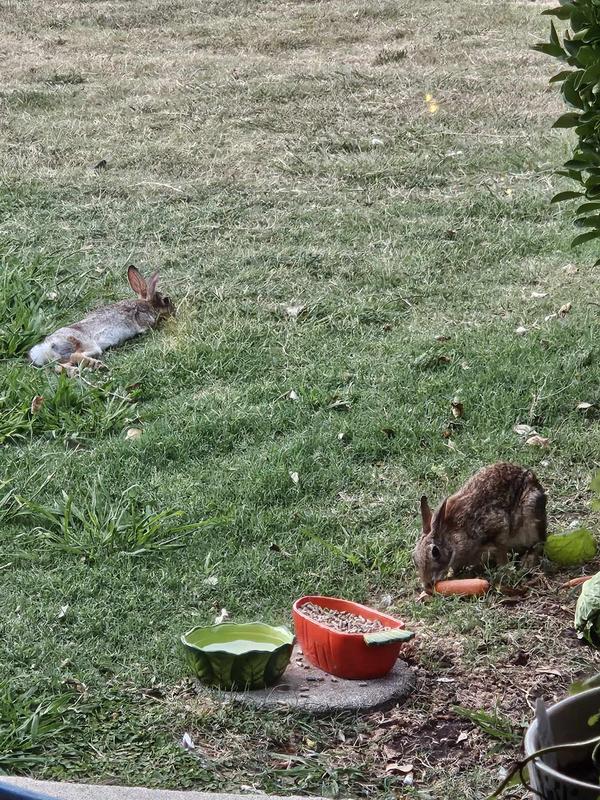 wild bunnies in front yard eating this food.
