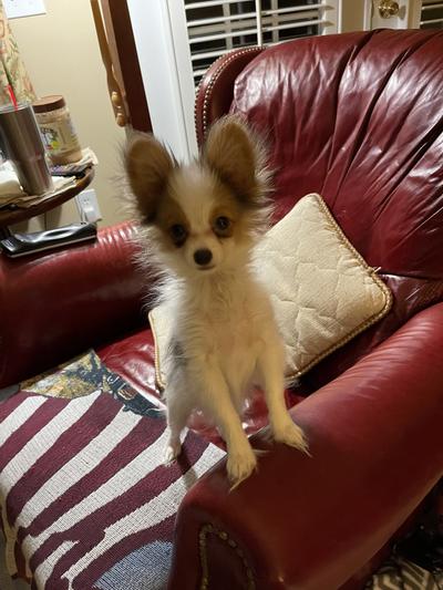 Hello there. A quite tiny, dainty little Papillon.