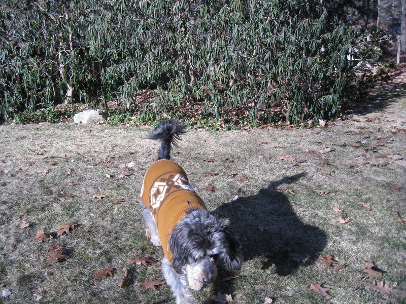 Ready for play at 10 below zero makes a dog happy.