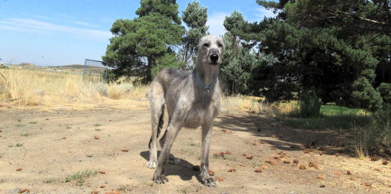 Ready to go, go, go... after any meal that has a quarter-cup or more of Under the Weather Rice & Chicken Freeze-Dried Dog Food!
