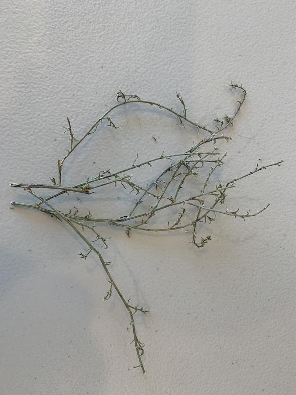 small thorny branches