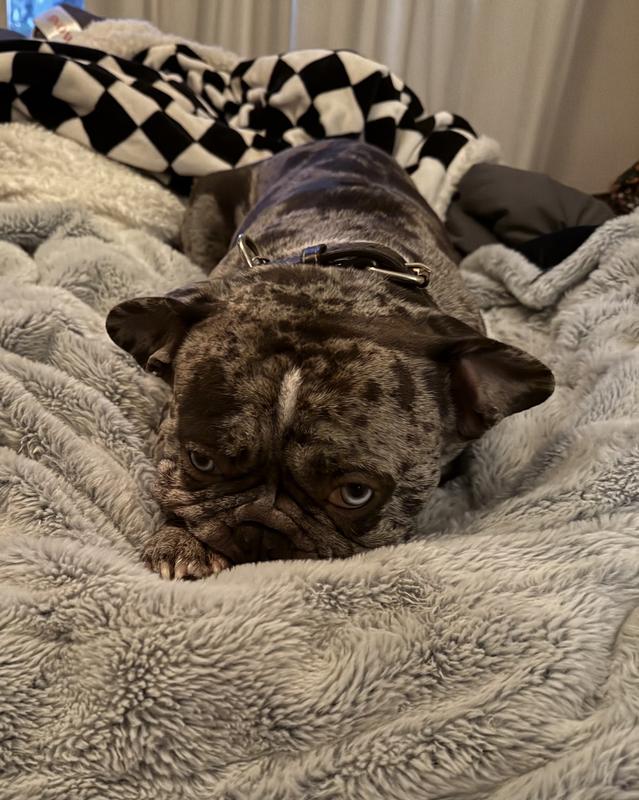 The ball will fall of the bookshelf!!  Please