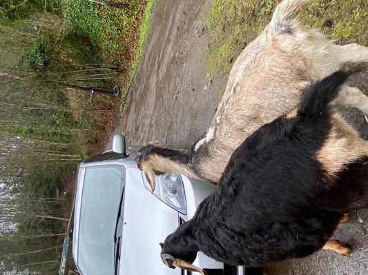 Waiting for me to get their bag of hay from the car!