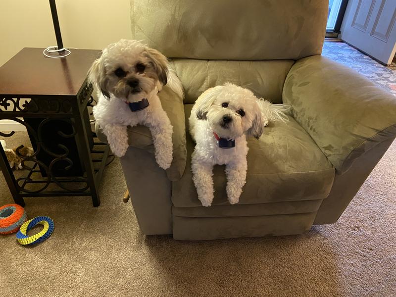 Cassidy and Cory (Shichons)