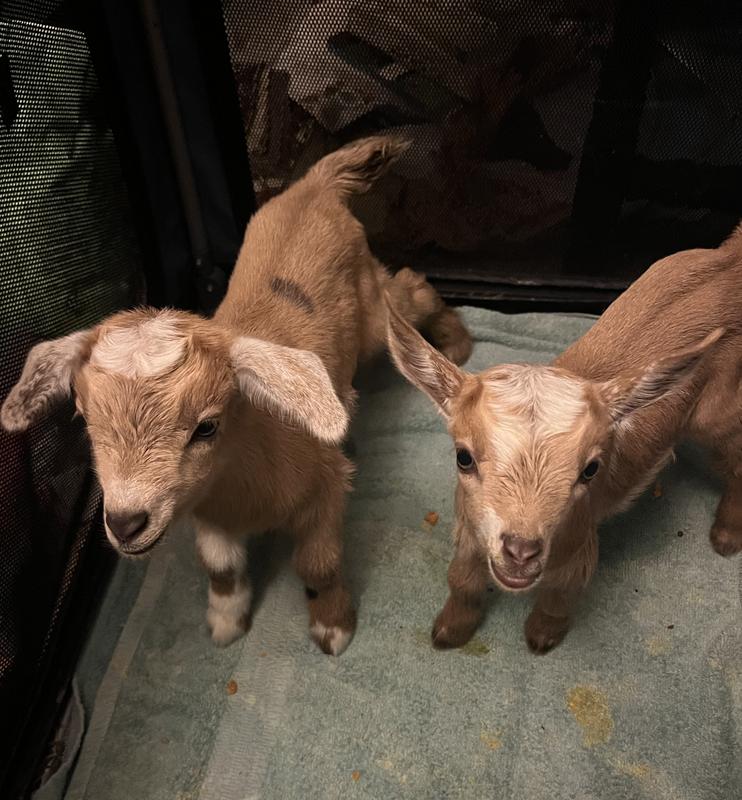 Great pen for bottle kids!