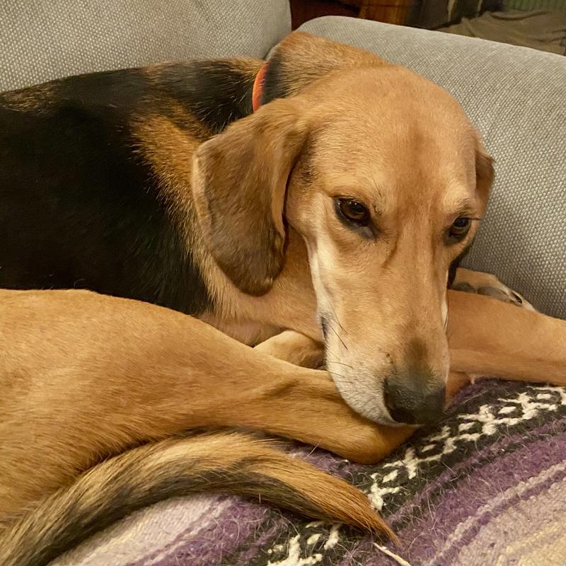 Buddy Foster Foxhound looking for a home.