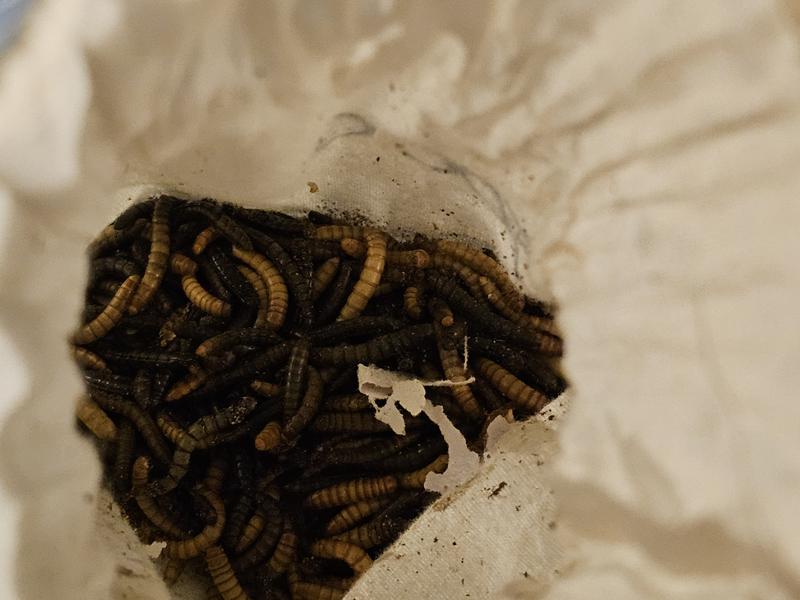 This is how my worms came