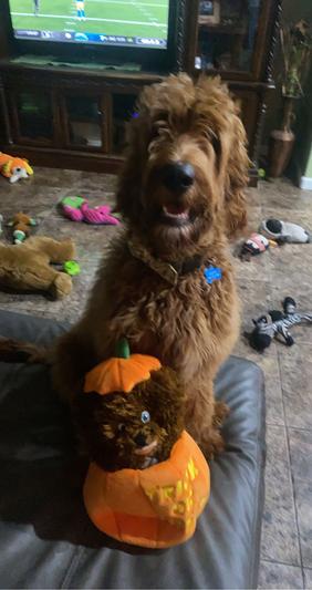 Happy Puppy, Chewie with Pumpkin Chewie