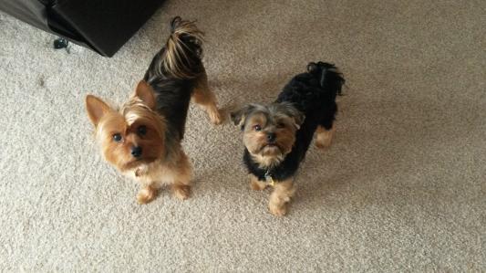 Our two little babies.  Wiki & Bitsy