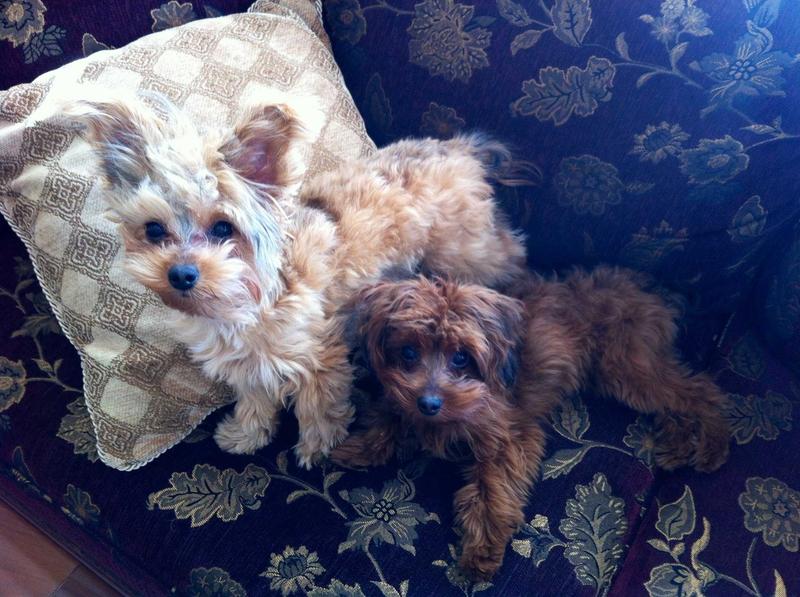 Two little Yorkiepoo sisters give 2-tail wags for this wonderful product!!!