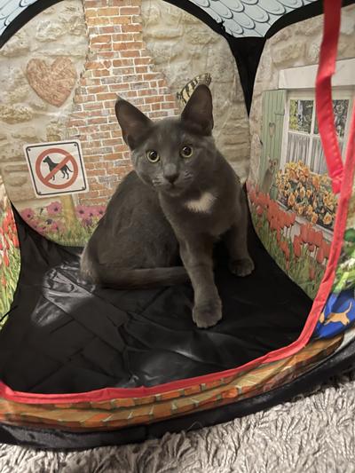 POP-UP CAMPER PLAY SPACE ​by KONG CAT TOYS