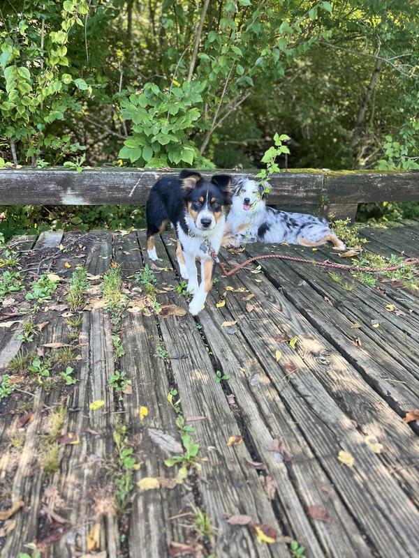 My aussies protected in the wild