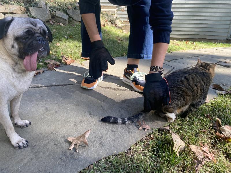 Beijing my cat got in on the action