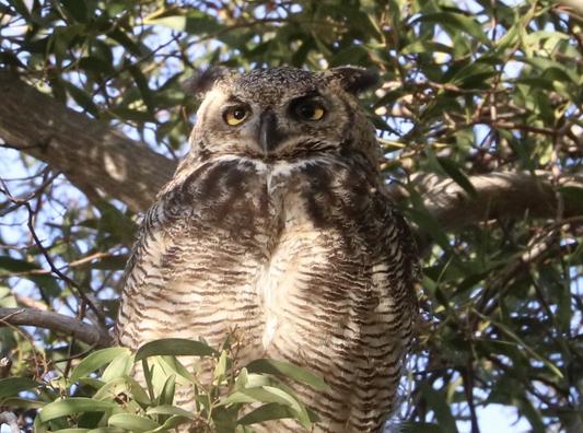 Hibou, the resident Great Horned Owl