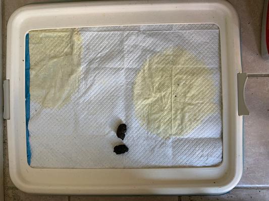 Perfect fit! Could be left for more pees