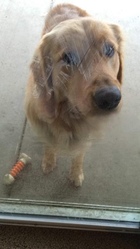 Beau loves his crate!!