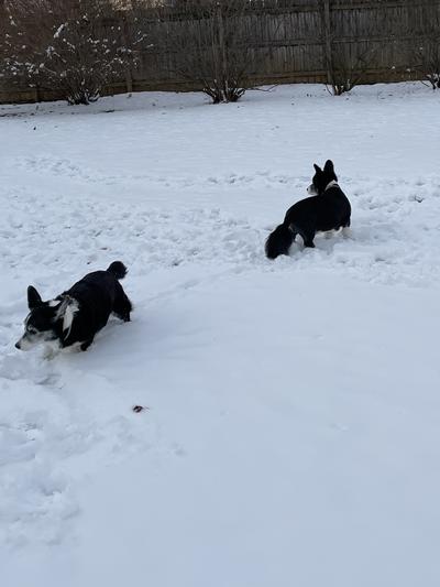 Corgis playing in the snow