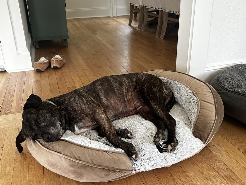 SERTA Oval Couch Cat & Dog Bed, Taupe, Large