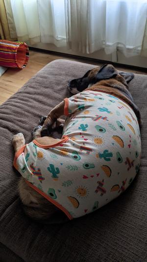 big dog in a little onesie