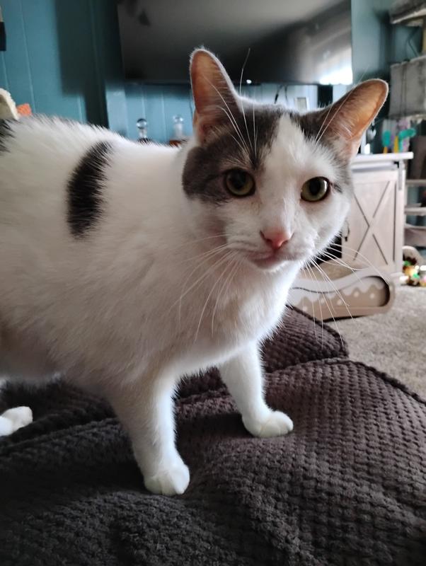 Tear free thanks to Dr Pol eye drops!