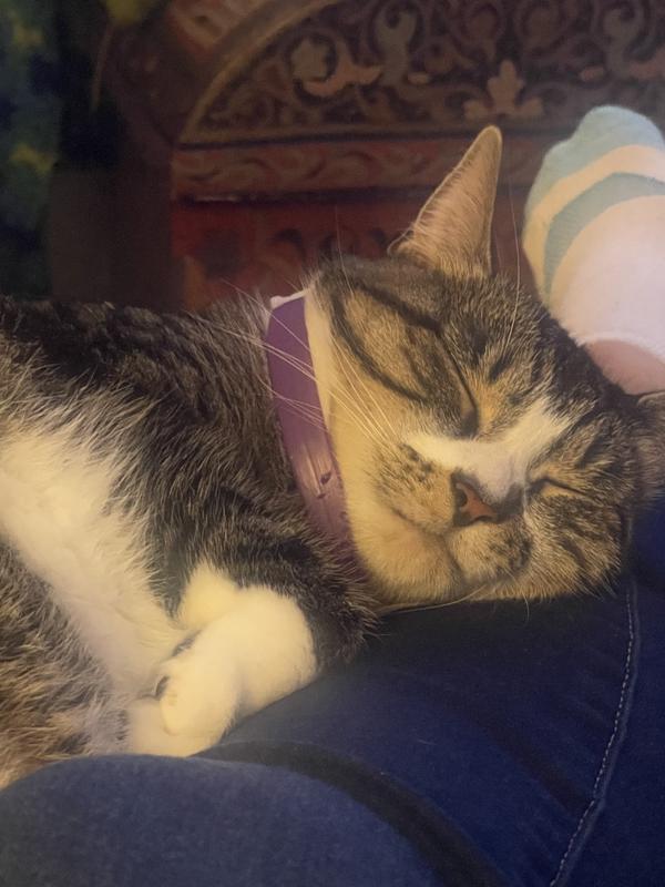 This calming collar works!