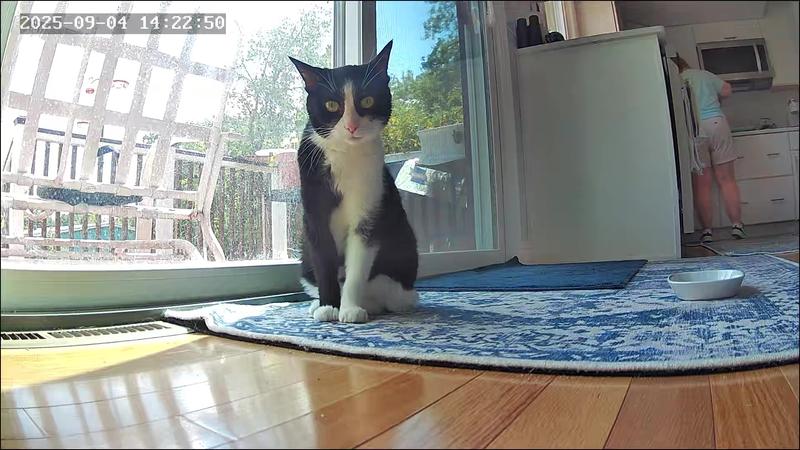 Nique in kitchen bird watching and Catit Smart Mouse camera watching!