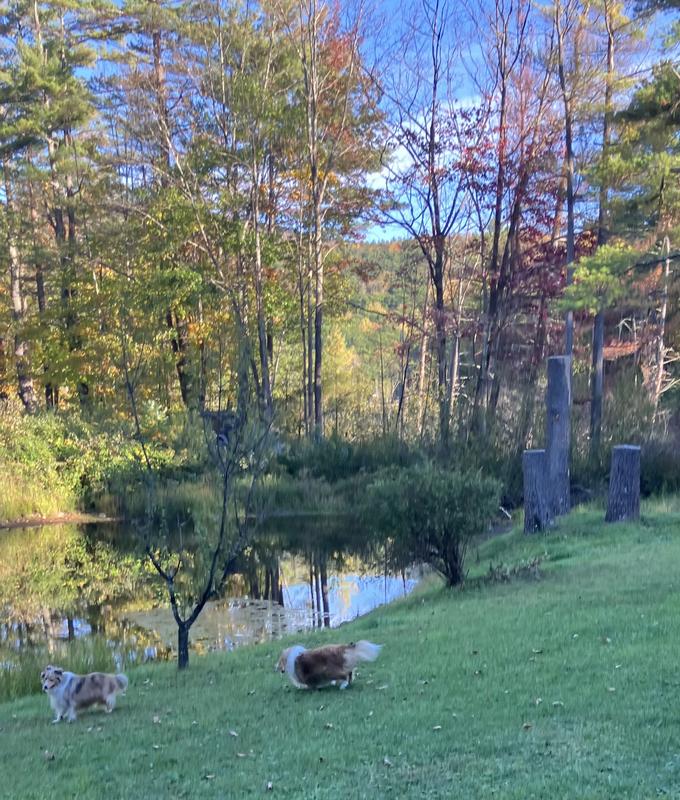 Lots of woods and trees