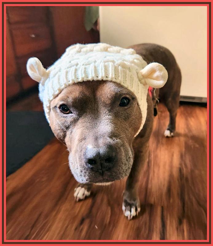 Pup Crew Red Bear Ears Knit Dog Hat