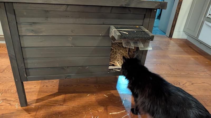 This cat is my indoor cat, he was just helping me prepare the house for the ferals